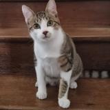 Photo de chat perdu à Billere