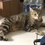 Photo de chat perdu à Toulouse