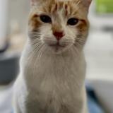 Photo de chat perdu à Luynes