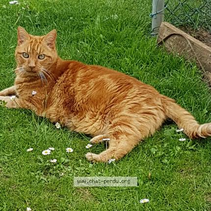 Photo de chat perdu à Jouy Aux Arches