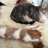 Photo de chat perdu à Pithiviers