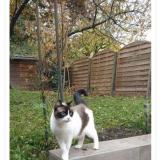 Photo de chat perdu à Ezanville