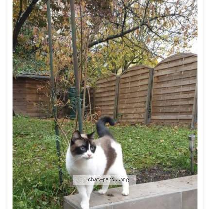 Photo 1/1 Chat retrouvé Perdu à Ezanville