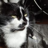 Photo de chat perdu à Beauvais