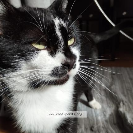 Photo 1/1 Chat retrouvé Perdu à Beauvais