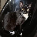 Photo de chat perdu à Plaisance Du Touch