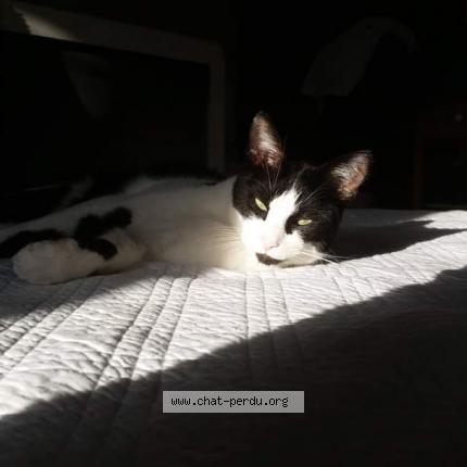 Photo 1/1 Chat retrouvé Perdu à Amiens