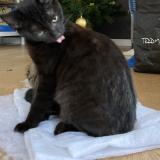 Photo de chat perdu à Langueux