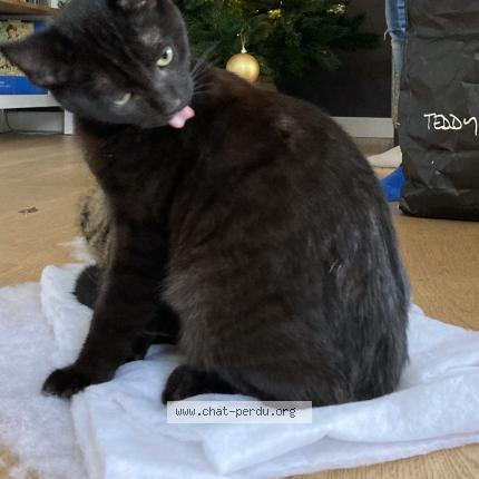 Photo 1/1 Chat retrouvé Perdu à Langueux