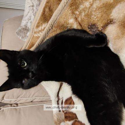 Photo de chat trouvé à Melun