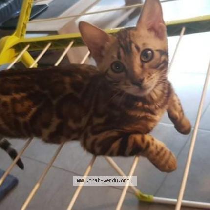 Photo 1/1 Stela Chat perdu à Le mesnil esnard