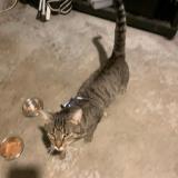 Photo de chat trouvé à Aulnay Sous Bois