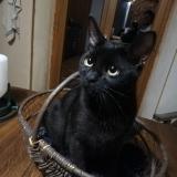 Photo de chat perdu à Saint Ours