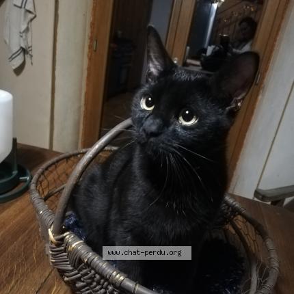 Photo de chat perdu à Saint Ours