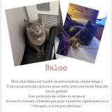 Photo de chat perdu à Toulouse