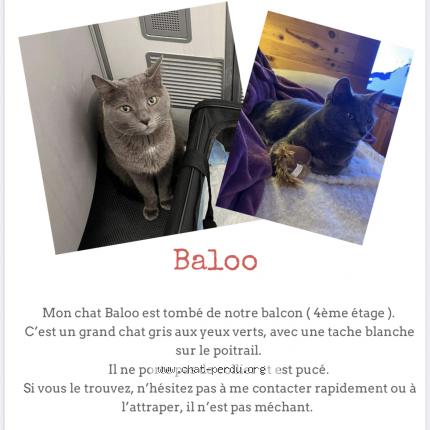 Photo 1/1 Chat retrouvé Perdu à Toulouse
