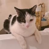 Photo de chat perdu à Charenton Le Pont