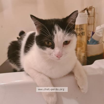 Photo de chat perdu à Charenton Le Pont