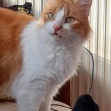 Photo de chat perdu à Beauvais