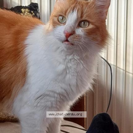 Photo 1/1 Chat retrouvé Perdu à Beauvais
