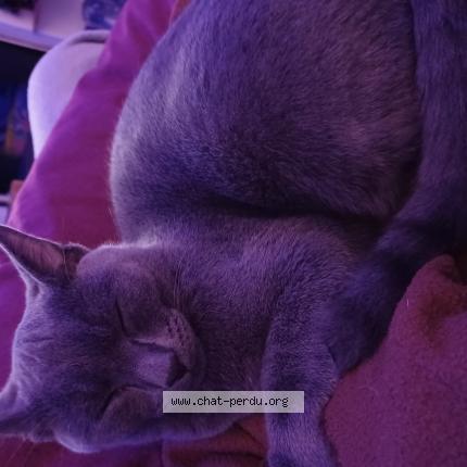 Photo 1/1 Chat retrouvé Perdu à Bordeaux