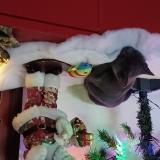 Photo de chat perdu à Bordeaux