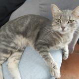 Photo de chat perdu à Saint Genest D Ambiere