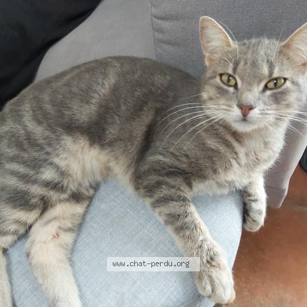Photo de chat perdu à Saint Genest D Ambiere
