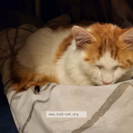 Photo 1/1 Chat retrouvé Perdu à Burnaby