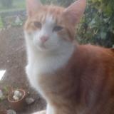 Photo de chat perdu à Harnes