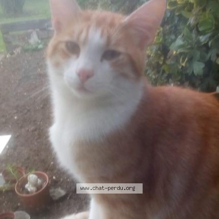 Photo 1/1 Chat retrouvé Perdu à Harnes