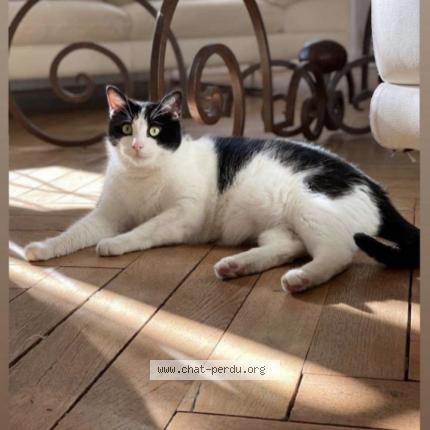 Photo 1/1 Chat retrouvé Perdu à Bourg En Bresse