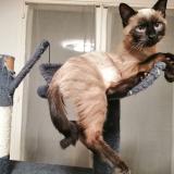 Photo de chat perdu à Montaigut Sur Save