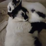 Photo de chat perdu à Cintegabelle