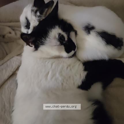 Photo 1/1 Chat retrouvé Perdu à Cintegabelle