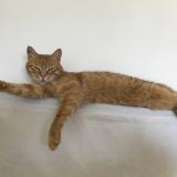 Photo de chat perdu à Palau Del Vidre