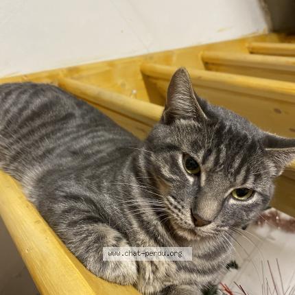 Photo 1/1 Chat retrouvé Perdu à Veauville les quelles