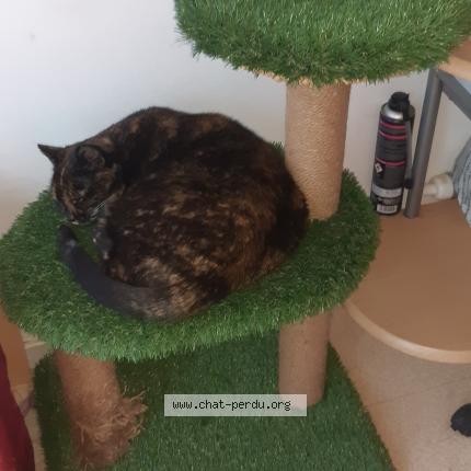 Photo 1/1 Chat retrouvé Perdu à Rouen