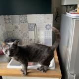 Photo de chat perdu à Tours