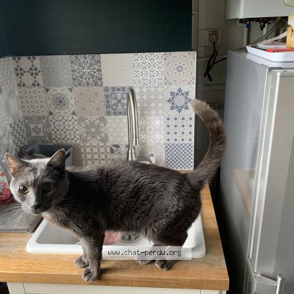 Photo 1/1 Chat retrouvé Perdu à Tours