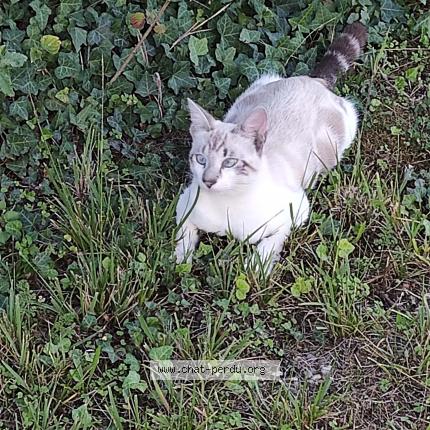 Photo de chat perdu à Marmande