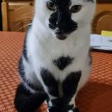 Photo de chat perdu à Clos Fontaine