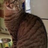 Photo de chat perdu à Saumur