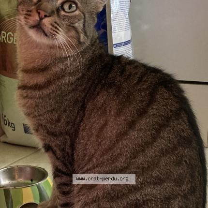 Photo 1/1 Chat retrouvé Perdu à Saumur
