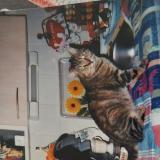 Photo de chat perdu à Villemur Sur Tarn