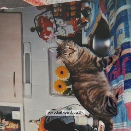 Photo 1/1 Chat retrouvé Perdu à Villemur Sur Tarn