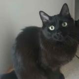 Photo de chat perdu à Nice