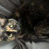 Photo de chat perdu à La Rochelle