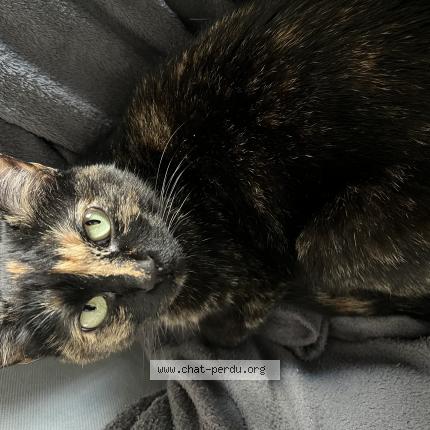 Photo 1/1 Chat retrouvé Perdu à La rochelle