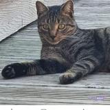 Photo de chat perdu à Ventabren